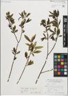 Foto von Salix fragilis L. x Salix pentandra L.